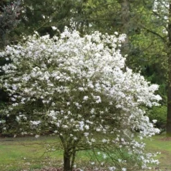 Nieuwkomers -Tuin Glimmer Verkoop magnolia stellata 3
