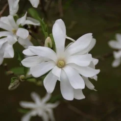 Stermagnolia (Magnolia Stellata) 26 Stermagnolia (Magnolia Stellata) -Tuin Glimmer Verkoop magnolia stellata 4