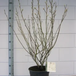 Stermagnolia (Magnolia Stellata) 33 Stermagnolia (Magnolia Stellata) -Tuin Glimmer Verkoop magnolia stellata c7 november 1