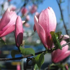 Tuin Glimmer Verkoop 4 Beverboom (Magnolia 'Heaven Scent')