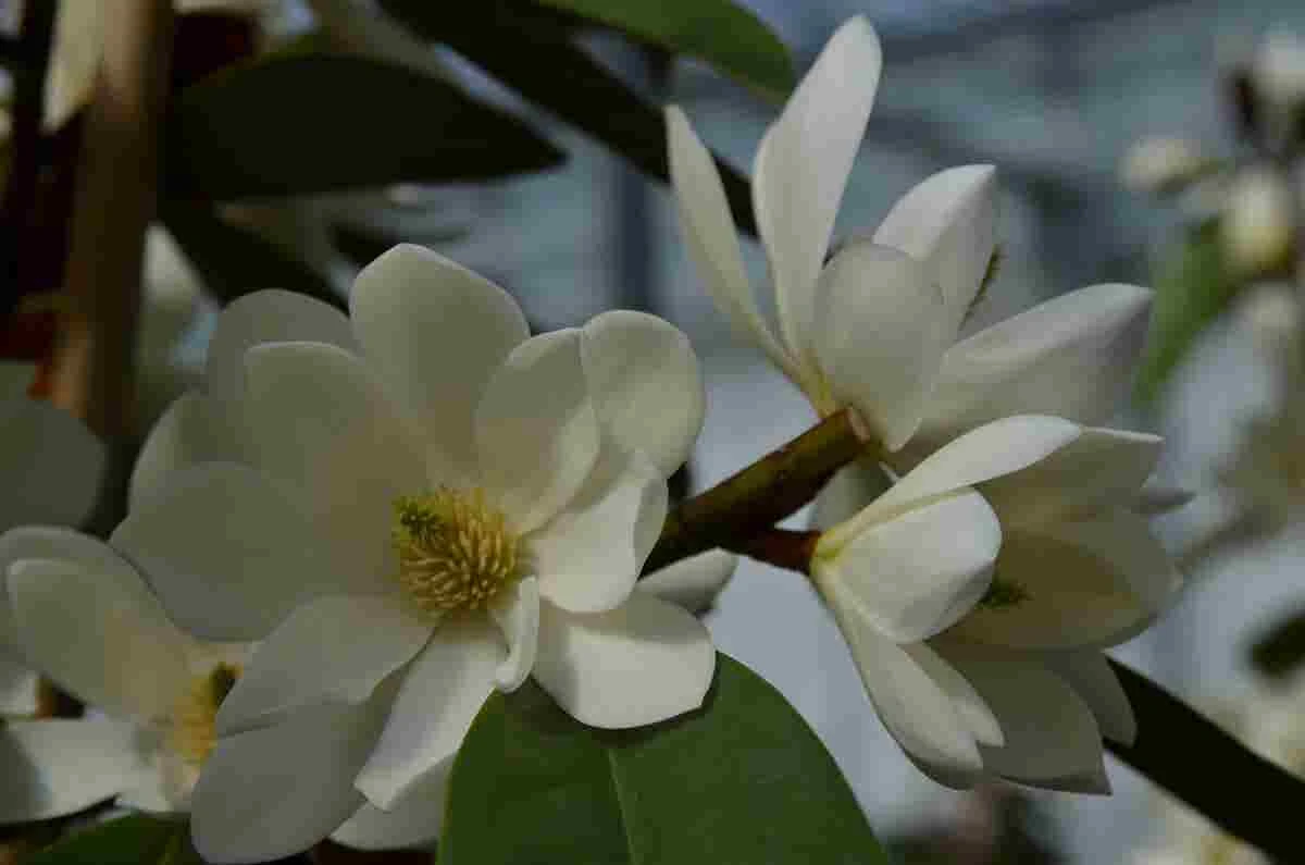 Michelia 'Fairy Magnolia White' 6 Michelia 'Fairy Magnolia White' - Afbeelding 4