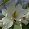 Michelia 'Fairy Magnolia White' -Tuin Glimmer Verkoop michelia fairy magnolia blush 2