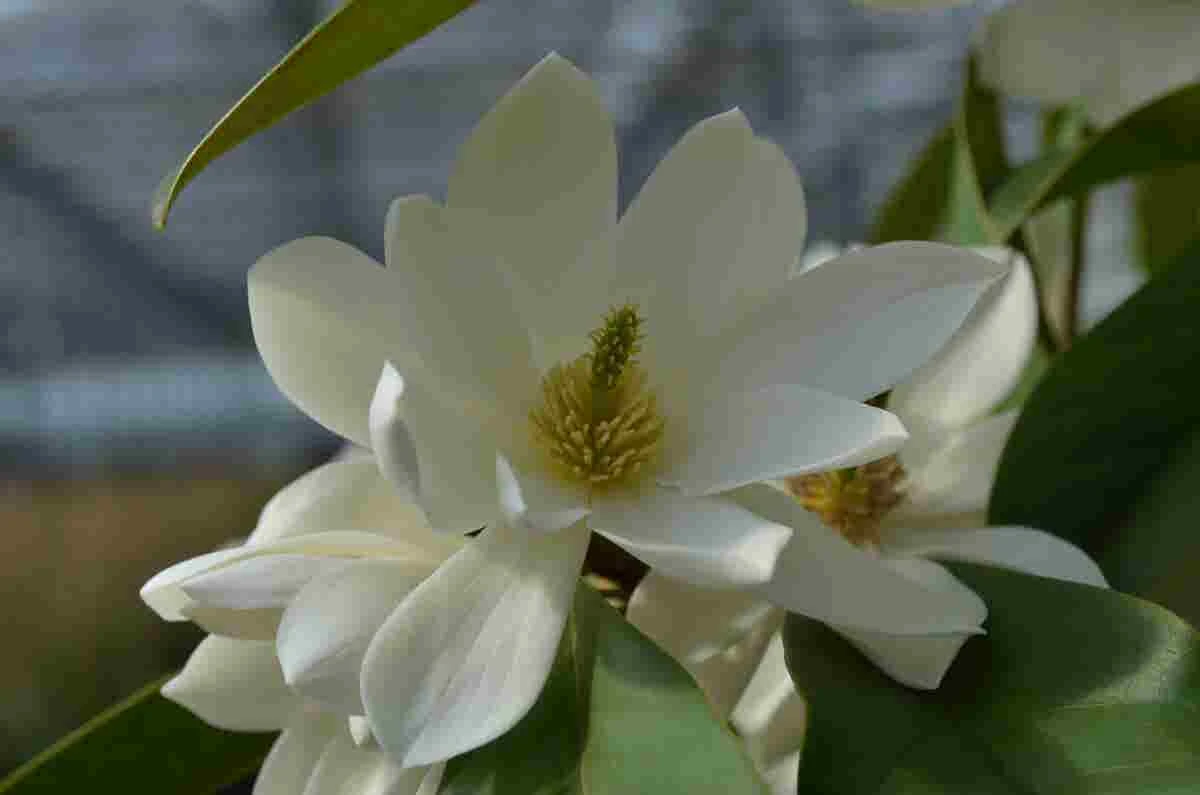 Michelia 'Fairy Magnolia White' 3 Michelia 'Fairy Magnolia White'