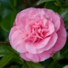 Camelia (Camellia Japonica 'Marie Bracey') -Tuin Glimmer Verkoop moja01193