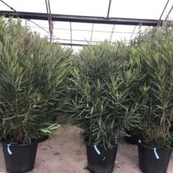 Smalbladige Oleander (Nerium Oleander 'Papa Gambetta') -Tuin Glimmer Verkoop oleanderpapagambetta 1
