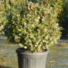 Olijfwilg Als Bol (Elaeagnus Ebbingei 'Compacta') -Tuin Glimmer Verkoop olijfwilg bollen 6070cm 1 1