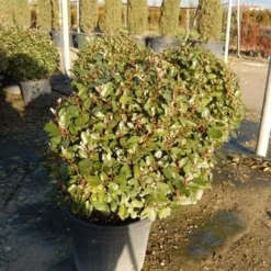 Olijfwilg Als Bol (Elaeagnus Ebbingei 'Compacta') -Tuin Glimmer Verkoop olijfwilg bollen 6070cm 2 1