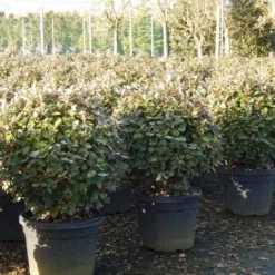 Olijfwilg Als Bol (Elaeagnus Ebbingei 'Compacta') -Tuin Glimmer Verkoop olijfwilg bollen 6070cm 4 1