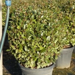Olijfwilg Als Bol (Elaeagnus Ebbingei 'Compacta') -Tuin Glimmer Verkoop olijfwilg bollen 6070cm 5 1