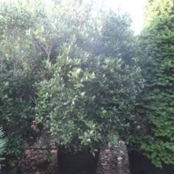 Schijnhulst (Osmanthus Heterophyllus) -Tuin Glimmer Verkoop osmanthus heterophyllus 175 200 c160 extra 1