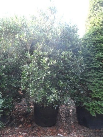 Schijnhulst (Osmanthus Heterophyllus) 5 Schijnhulst (Osmanthus Heterophyllus) - Afbeelding 3