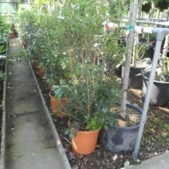 Schijnhulst (Osmanthus Heterophyllus) -Tuin Glimmer Verkoop osmanthus heterophyllus c10 1