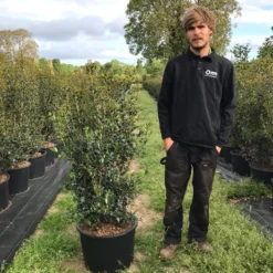 Schijnhulst (Osmanthus Heterophyllus) 15 Schijnhulst (Osmanthus Heterophyllus) -Tuin Glimmer Verkoop osmanthus heterophyllus h100120cm