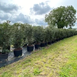 Schijnhulst (Osmanthus Heterophyllus) -Tuin Glimmer Verkoop osmanthus heterophyllus h120140cm 1 1