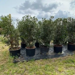 Schijnhulst (Osmanthus Heterophyllus) 17 Schijnhulst (Osmanthus Heterophyllus) -Tuin Glimmer Verkoop osmanthus heterophyllus h120140cm 2