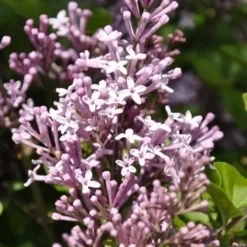 Dwerg Sering (Syringa Meyeri 'Palibin')