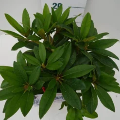 Rhododendron (Rhododendron 'Percy Wiseman') -Tuin Glimmer Verkoop percy wiseman c2 boven