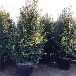 Camelia (Camellia Japonica ‘Perfection White’) 9 Camelia (Camellia Japonica ‘Perfection White’) -Tuin Glimmer Verkoop perfectionwhite200cm