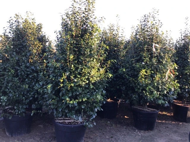 Camelia (Camellia Japonica ‘Perfection White’) 6 Camelia (Camellia Japonica ‘Perfection White’) - Afbeelding 4