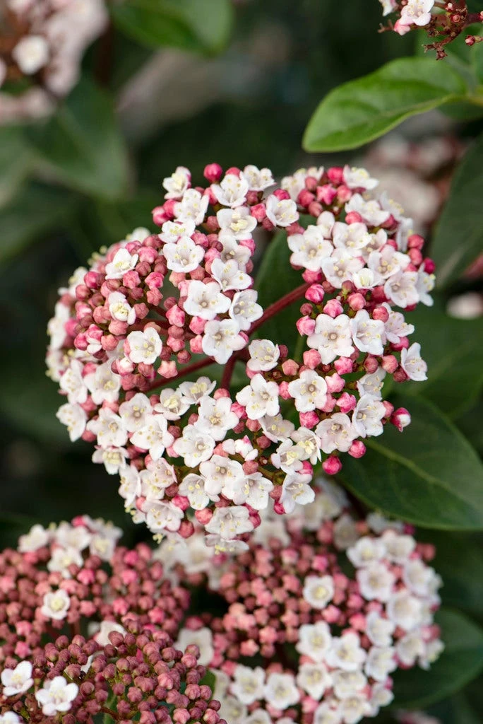 Sneeuwbal Als Bolvorm (Viburnum Tinus 'Eve Price') 4 Sneeuwbal Als Bolvorm (Viburnum Tinus 'Eve Price') - Afbeelding 2