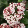 Groenblijvende Sneeuwbal (Viburnum Tinus 'Eve Price') -Tuin Glimmer Verkoop phbe06702 2