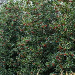 Amerikaanse Hulst (Ilex 'Nellie R Stevens')