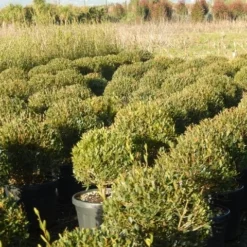 Steenlinde Als Bol (Phillyrea Angustifolia) -Tuin Glimmer Verkoop phillyrea angustifolia 1 1