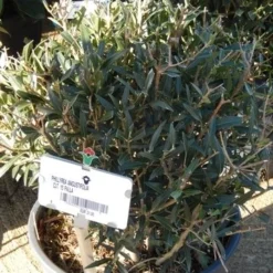 Steenlinde Als Bol (Phillyrea Angustifolia) -Tuin Glimmer Verkoop phillyrea angustifolia bol 1