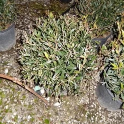 Steenlinde Als Bol (Phillyrea Angustifolia) -Tuin Glimmer Verkoop phillyrea angustifolia bol 1