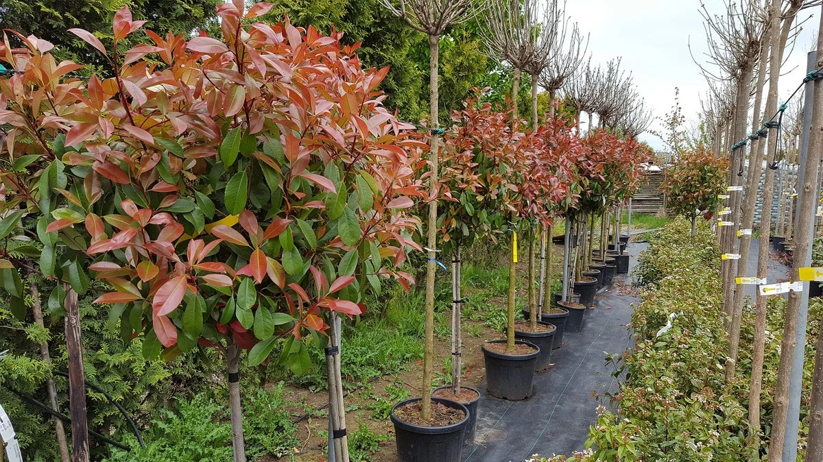 Glansmispel Op Stam (Photinia Fraseri 'Red Robin') 5 Glansmispel Op Stam (Photinia Fraseri 'Red Robin') - Afbeelding 3