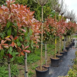 Glansmispel Op Stam (Photinia Fraseri 'Red Robin') -Tuin Glimmer Verkoop photinia