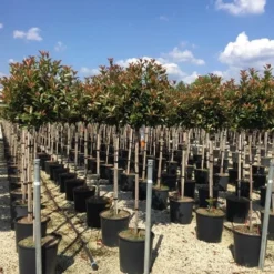 Glansmispel Op Stam (Photinia Fraseri 'Red Robin') 34 Glansmispel Op Stam (Photinia Fraseri 'Red Robin') -Tuin Glimmer Verkoop photinia 120 140cm stam 1