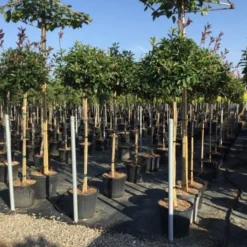 Glansmispel Op Stam (Photinia Fraseri 'Red Robin') -Tuin Glimmer Verkoop photinia 120 140cm stam 2