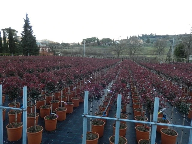 Glansmispel Op Stam (Photinia Fraseri 'Carré Rouge') 5 Glansmispel Op Stam (Photinia Fraseri 'Carré Rouge') - Afbeelding 3