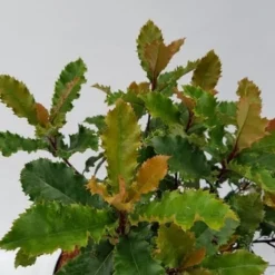 Glansmispel (Photinia Serratifolia ‘Crunchy’) -Tuin Glimmer Verkoop photinia fraseri crunchy week 22 detail 1600x1200