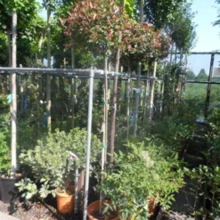 Glansmispel Op Stam (Photinia Fraseri 'Little Red Robin') 8 Glansmispel Op Stam (Photinia Fraseri 'Little Red Robin') -Tuin Glimmer Verkoop photinia fraseri little red robin 150stam c20