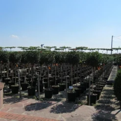 Glansmispel Op Stam (Photinia Fraseri 'Little Red Robin') 9 Glansmispel Op Stam (Photinia Fraseri 'Little Red Robin') -Tuin Glimmer Verkoop photinia fraseri little red robin halfstam