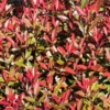 Glansmispel (Photinia Fraseri 'Mandarino') -Tuin Glimmer Verkoop photinia fraseri mandarino