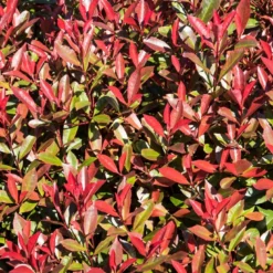 Glansmispel (Photinia Fraseri 'Mandarino')