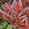 Glansmispel Als Boom (Photinia Fraseri 'Red Robin') -Tuin Glimmer Verkoop photinia fraseri red robin01 2 1