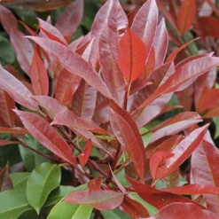 Glansmispel Meeneemhaag (Photinia Fraseri 'Red Robin') 7 Glansmispel Meeneemhaag (Photinia Fraseri 'Red Robin') -Tuin Glimmer Verkoop photinia fraseri red robin01 4 1