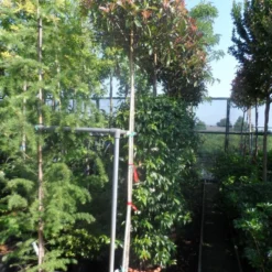Glansmispel Als Boom (Photinia Fraseri 'Red Robin') -Tuin Glimmer Verkoop photinia fraseri red robin 10 12ho cont