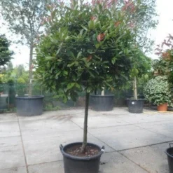 Glansmispel Op Stam (Photinia Fraseri 'Red Robin') 27 Glansmispel Op Stam (Photinia Fraseri 'Red Robin') -Tuin Glimmer Verkoop photinia fraseri red robin 100stam c160 solitair 1