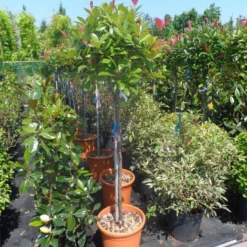 Glansmispel Op Stam (Photinia Fraseri 'Red Robin') -Tuin Glimmer Verkoop photinia fraseri red robin 100stam c20