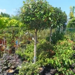 Glansmispel Op Stam (Photinia Fraseri 'Red Robin') -Tuin Glimmer Verkoop photinia fraseri red robin 120stam c50 extra