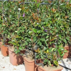 Glansmispel Als Leivorm (Photinia Fraseri 'Red Robin') -Tuin Glimmer Verkoop photinia fraseri red robin 52x110 leivorm 2