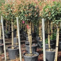 Glansmispel Op Stam (Photinia Fraseri 'Red Robin') -Tuin Glimmer Verkoop photinia fraseri red robin halfstam 7
