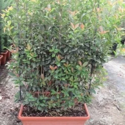 Glansmispel Als Leivorm (Photinia Fraseri 'Red Robin') -Tuin Glimmer Verkoop photinia fraseri red robin leivorm 80x120 1