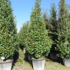 Glansmispel, Pyramide (Photinia Fraseri 'Red Robin' ) -Tuin Glimmer Verkoop photinia fraseri red robin piramide