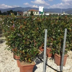 Glansmispel Als Leivorm (Photinia Fraseri 'Red Robin') -Tuin Glimmer Verkoop photinia lage leivorm c18